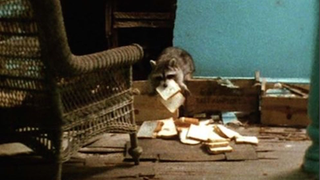 GIVE GREY GARDENS BACK TO THE RACCOONS!!!